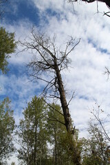 Dead Tee, Strathcona Wilderness Centre, Alberta