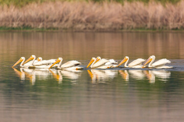 Pelicans fishing in a lake