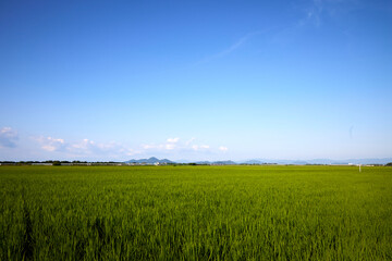 Fototapeta premium 稲と空