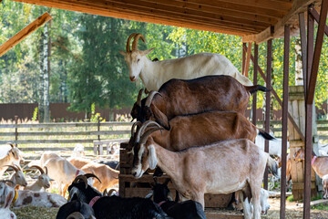 Hierarchy in th herd of goats