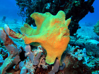 A yellow Frogfish on corals Boracay Island Philippines