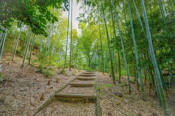 Fototapeta premium 静寂に包まれた竹林公園の情景