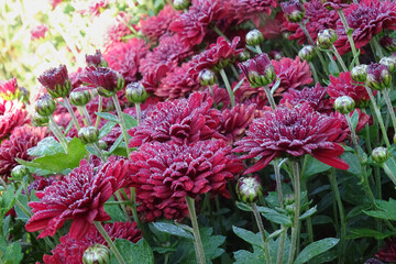 Burgundy chrysanthemum flowers in dew drops in the background light