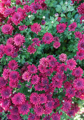 Solid background of many purple chrysanthemum flowers in dew drops