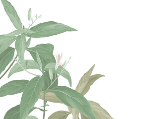 Green Andrographis paniculata plant on white