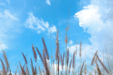 Obraz premium Reed grass flower, empty space and beautiful sky In summer for background