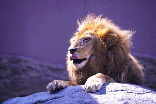 2 938 Best 肉食動物 Images Stock Photos Vectors Adobe Stock