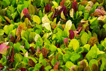 Growing chard salad at plant nursery, modern horticulture