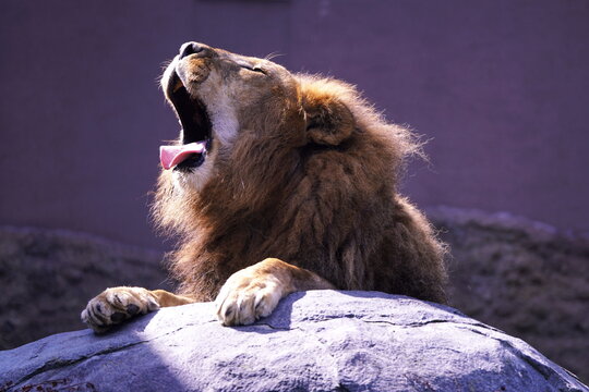 2 691 Best 肉食動物 Images Stock Photos Vectors Adobe Stock