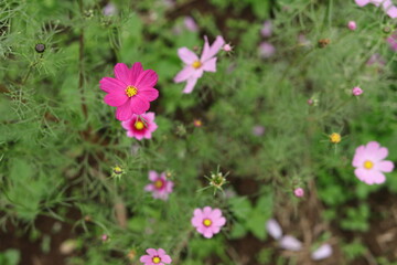 カラフルコスモス