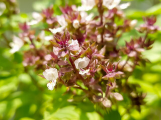 Basil flowers blooming in the garden.