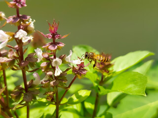 A little bee is looking for nectar on a basil flower.