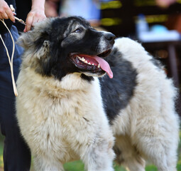 Caucasian Shepherd Dog on a walk on a summer day 