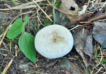 Edible mushroom russula (Russula delica)