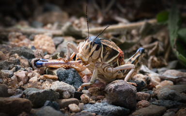 A Plains Lubber Grasshopper eats the leg from another one of the species.