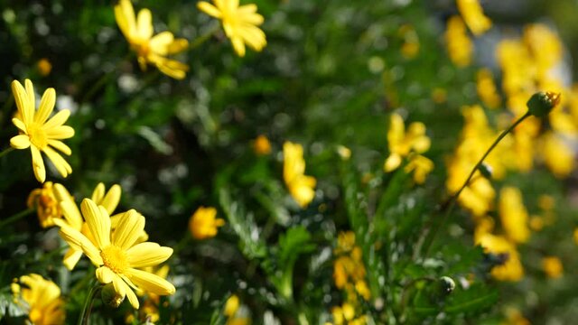 Yellow daisy flowers blossom, home gardening in California, USA. Natural botanical close up background. Euryops Pectinatus bloom in spring fresh garden. Springtime flora, Asteraceae bush in soft focus