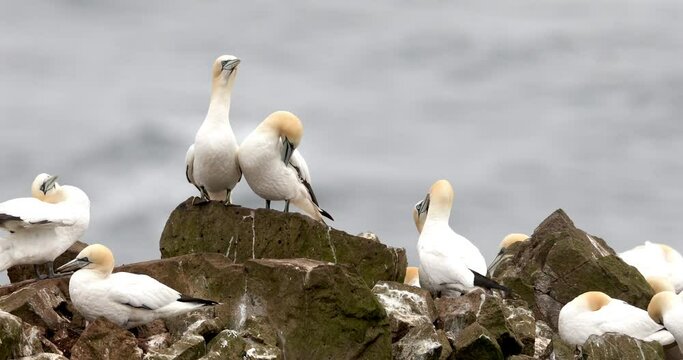Colony of Northern Gannets sunbathing Faroe Island. The Northern Gannet (Morus bassanus) is a seabird and is the largest member of the gannet family, Sulidae. High quality 4k footage