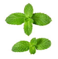 Fresh raw mint leaves isolated on white background