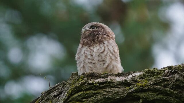Little owl sitting perfectly still in a tree on a log with blurry background