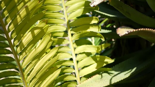 Cycad fern leaves in forest, California USA. Green fresh juicy natural botanical leafage. Encephalartos or zamiaceae dioon palm lush foliage. Tropical jungle rainforest woods atmosphere garden design.