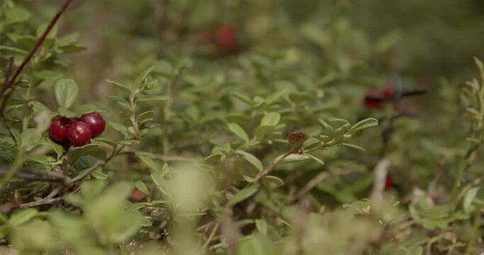 Cranberries in the nature of Sweden, close up shot