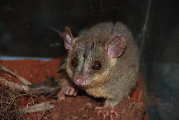 Fototapeta premium Caluromys philander na natureza