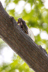セミの社員　夏のイメージ