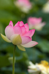 蓮の花　初夏のイメージ