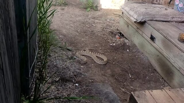 Bullsnake slithering around in the backyard of a home in the country. Filmed in Empress Alberta Canada.