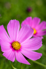 コスモス畑　秋のイメージ