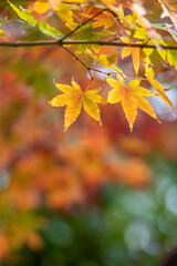 紅葉　秋のイメージ