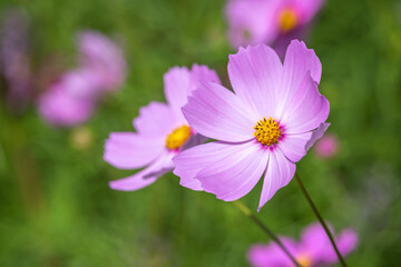コスモスの花　秋のイメージ