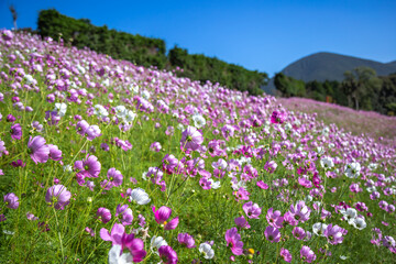 Obraz premium コスモスの花 秋のイメージ