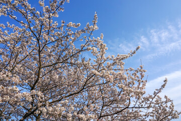 桜の花　春のイメージ