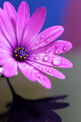 デイジーの花と水滴