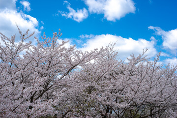 桜の花　春のイメージ