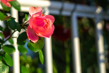バラの花　屋外撮影
