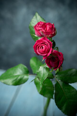 バラの花　室内スタジオ撮影