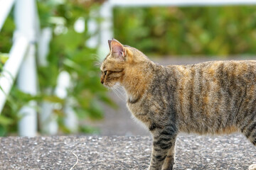 野良猫のポートレート