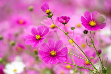 コスモスの花　秋のイメージ