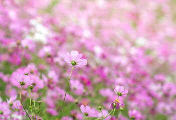 コスモスの花　秋のイメージ