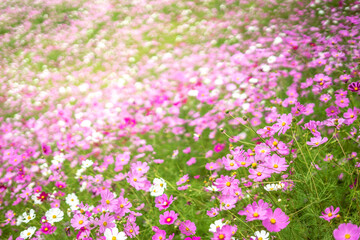 コスモスの花　秋のイメージ