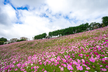 コスモスの花　秋のイメージ