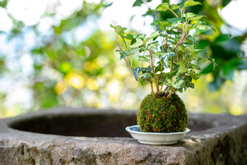 苔盆栽　和風なイメージ