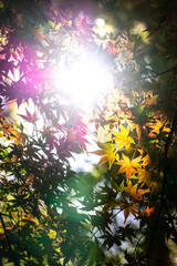 紅葉　秋のイメージ