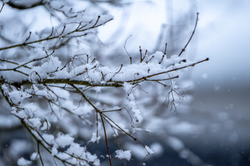 枝の上の積雪　冬のイメージ