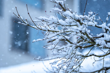 枝の上の積雪　冬のイメージ