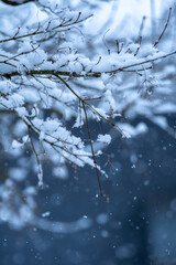 枝の上の積雪　冬のイメージ