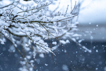 枝の上の積雪　冬のイメージ