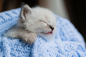 closeup of the snout of a sleeping british shorthair kitten of silver color buried in a blue knitted blanket. Siberian nevsky masquerade cat color point. High quality photo